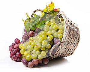 Bunches of white and pink grapes